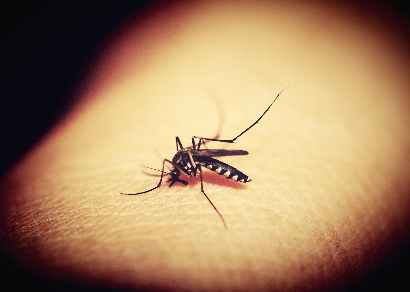 La Dengue (grippe tropicale) : Symptômes & Traitement | AXA Assistance
