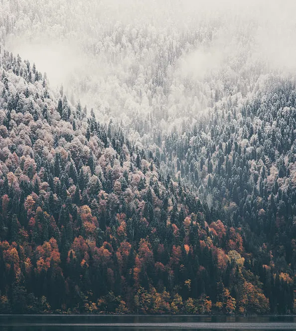 Photographie arbres neige