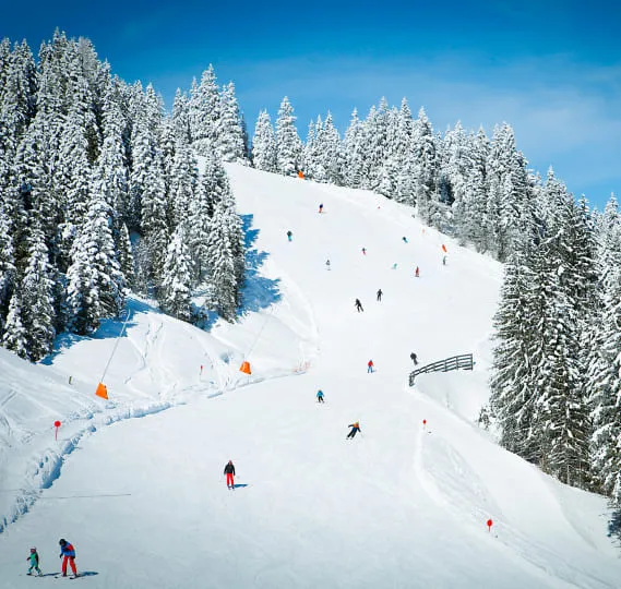 Piste ski forêt