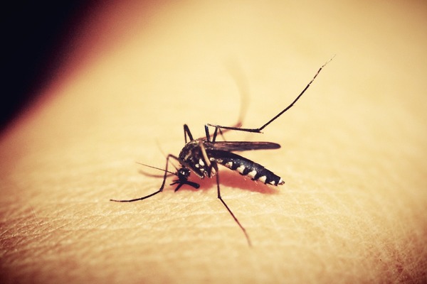 Tout savoir sur la Dengue